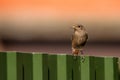 Black redstart or Phoenicurus ochruros with prey