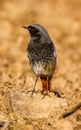 Black Redstart Phoenicurus Ochruros Rabiruivo