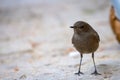 Black redstart, Phoenicurus ochruros, single female Royalty Free Stock Photo