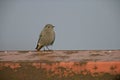 Black redstart, Phoenicurus ochruros