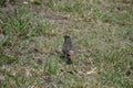 The black redstart Phoenicurus ochruros is a small passerine bird