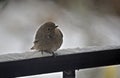 The black redstart Phoenicurus ochruros on the snow-covered parapet