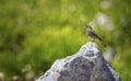 Black Redstart, Phoenicurus ochruros, on a Stone, Alps, France