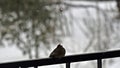 The black redstart Phoenicurus ochruros watches snowflakes fall, abstract natural winter