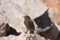 Black redstart (Phoenicurus ochruros)