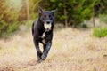 Black rescue dog playing fetch Royalty Free Stock Photo