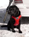 Black rescue dog waiting Royalty Free Stock Photo