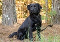 Black Retriever Newfie mixed breed Dog Royalty Free Stock Photo