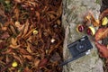 Black retro camera on a stone border with autumn leaves and chestnuts