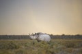 Black Rhinceros (Diceros bicornis) in fading light Royalty Free Stock Photo