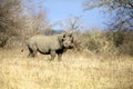 Black Rhino Royalty Free Stock Photo