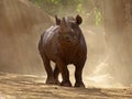 Black Rhino