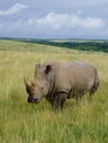 Black Rhino Royalty Free Stock Photo