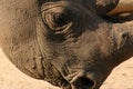 Black Rhino Royalty Free Stock Photo