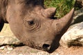 Black Rhino Royalty Free Stock Photo