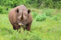 Black Rhino at Addo Elephant National Park - South Africa Royalty Free Stock Photo