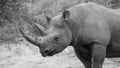 Black rhino in the African bush