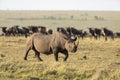 Black rhino with big horn walking through a wildebeest herd in Masai Mara Kenya Royalty Free Stock Photo