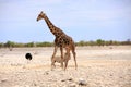 A Tall Giraffe Standing While A Black Rhino Walks In The Background In Etosha National Park
