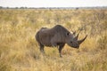 Black Rhino in the Bush Royalty Free Stock Photo