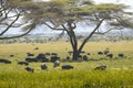 Black rhino, Cape Buffalo and wild animals grazing under Acacia tree in Lewa Conservancy, Kenya Africa