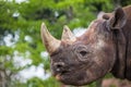 Black rhino chewing Royalty Free Stock Photo