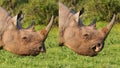 Black Rhino Composite showing Prehensile Lip Royalty Free Stock Photo