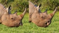 Black Rhino Composite showing Prehensile Lip Royalty Free Stock Photo