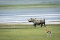 Adult black rhino walking on short green grass in Ngorongoro Crater in Tanzania
