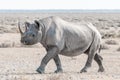Black rhino covered with white calcrete dust, walking