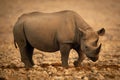 Black rhino crosses rocky pan lifting foot