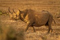 Black rhino crosses savannah in golden light