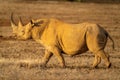 Black rhino crosses savannah in warm light