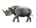 Black rhino Diceros bicornis Royalty Free Stock Photo