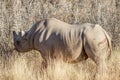 A black rhino ( Diceros Bicornis) eating from a bush, Etosha National Park, Namibia. Royalty Free Stock Photo