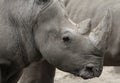 Black rhino (Diceros bicornis) head closeup