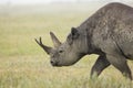 Black Rhino (Diceros bicornis) in Tanzania Royalty Free Stock Photo