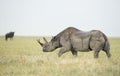 Black Rhino (Diceros bicornis) in Tanzania Royalty Free Stock Photo