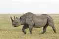 Black Rhino (Diceros bicornis) in Tanzania Royalty Free Stock Photo