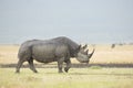 Black Rhino (Diceros bicornis) in Tanzania Royalty Free Stock Photo