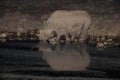 Black rhino drinking in the night, etosha nationalpark, namibia Royalty Free Stock Photo