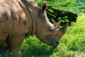 Black Rhino Royalty Free Stock Photo