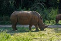 Black Rhino Royalty Free Stock Photo