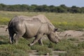 Black Rhino Royalty Free Stock Photo