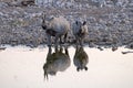 Black Rhino in Etosha National Park, Namibia. Royalty Free Stock Photo