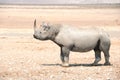 Black Rhino - Etosha National Park