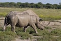 Black Rhino Royalty Free Stock Photo