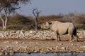 Black rhino, etosha nationalpark, namibia Royalty Free Stock Photo