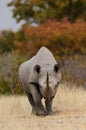 Black rhino, etosha nationalpark, namibia, diceros bicornis Royalty Free Stock Photo