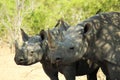 Black Rhino Family Royalty Free Stock Photo